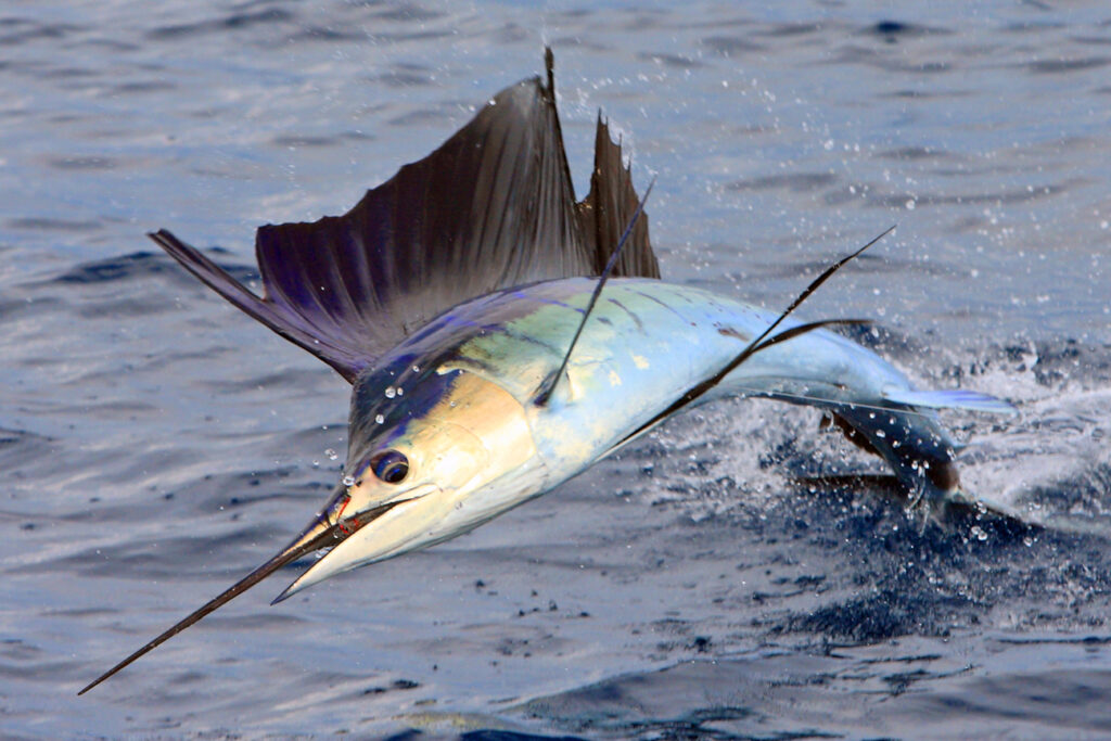 Sport-Fishing-Marlin-Sailfish