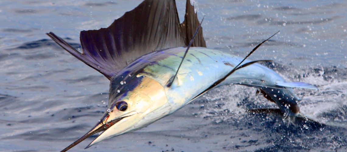 Sport-Fishing-Marlin-Sailfish